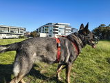 draga review photo