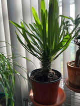 Nilda review photo