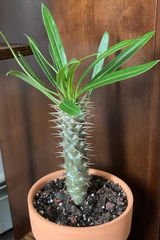 Fredricka review photo