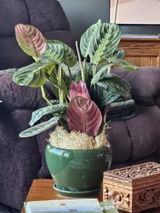 Doris Anna Wright review photo