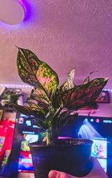 Drew Mistak review photo