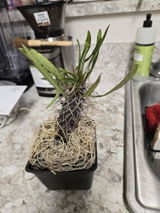 Lori review photo