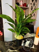 Etsy customer review photo