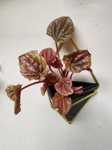 Sarah Gallton review photo