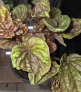 Heather Nostrant review photo
