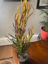 Heather review photo