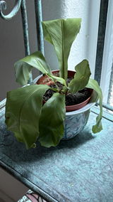 David Sullivan review photo