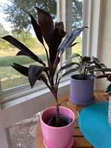 Etsy customer review photo