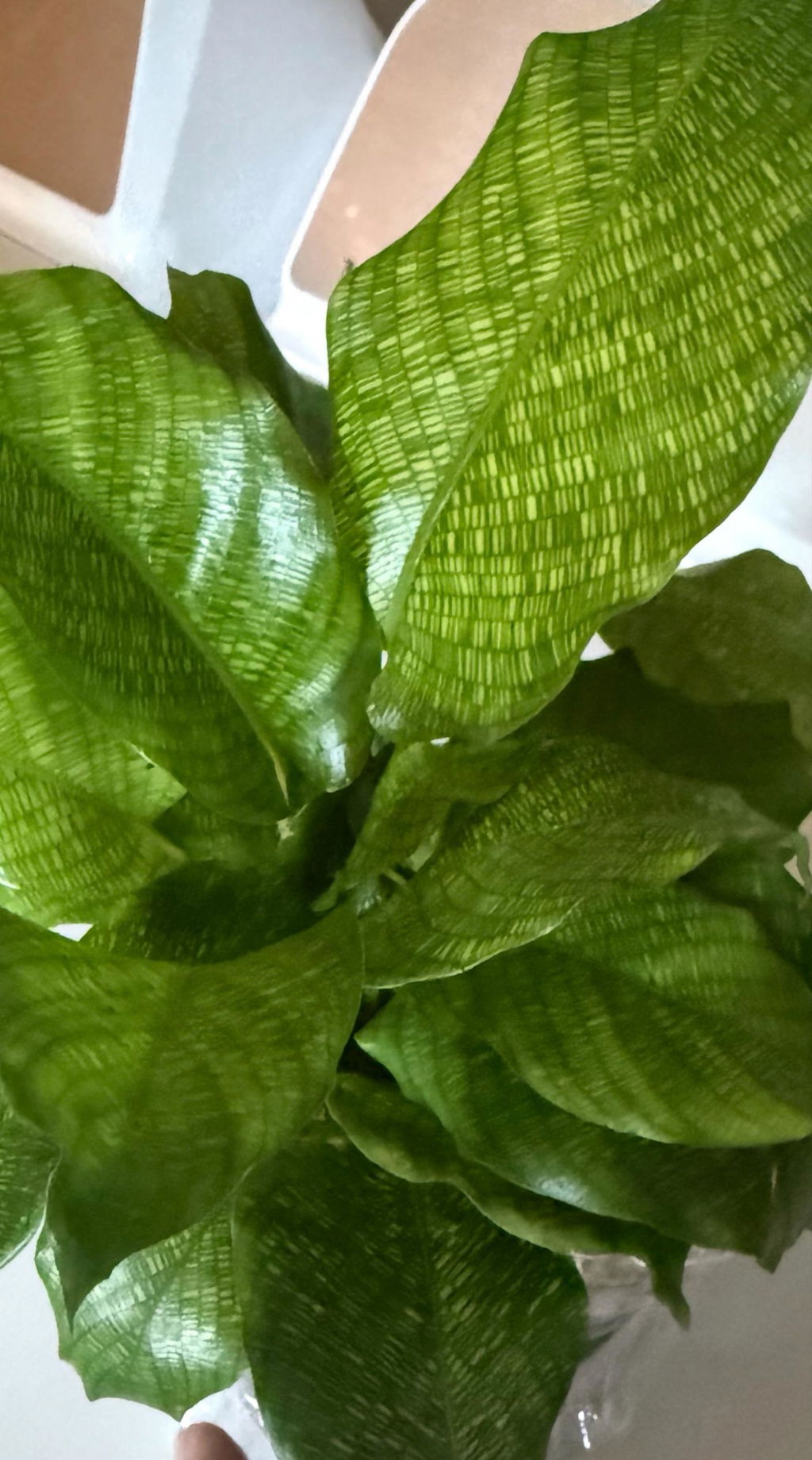 Calathea 'Musaica'