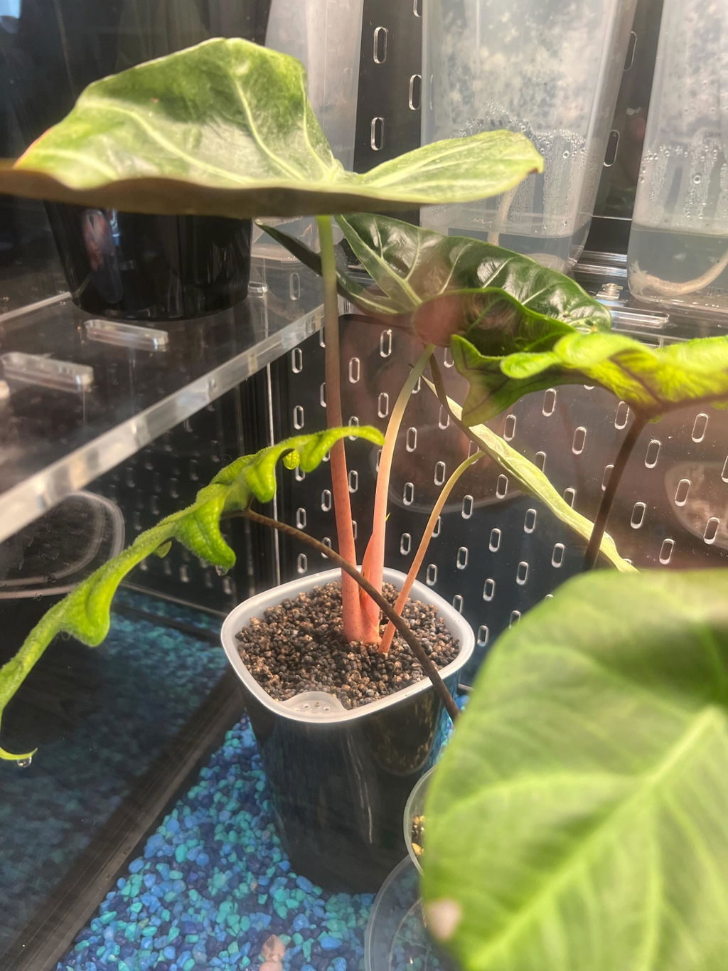 Alocasia Pink Dragon