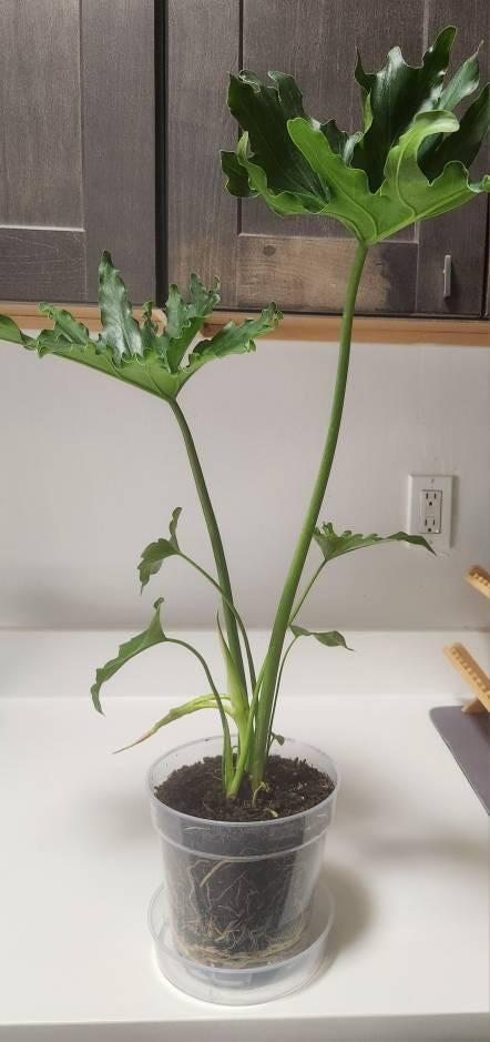 Philodendron 'Little Hope'