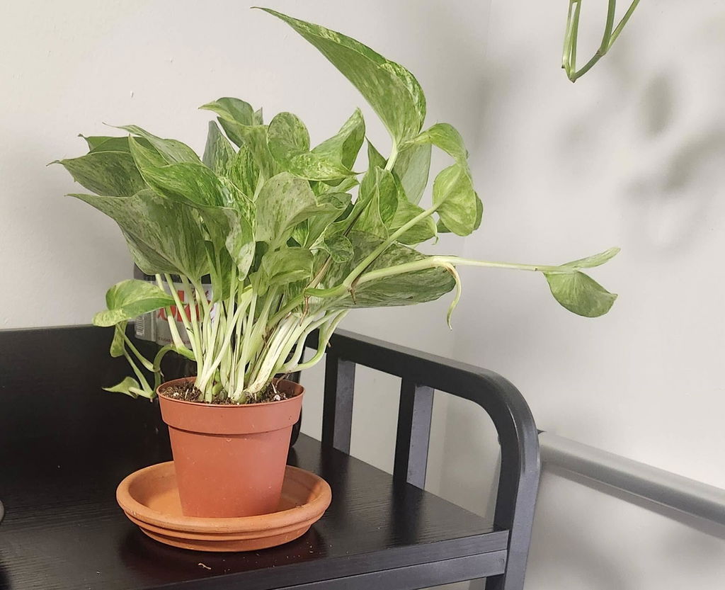 Pothos 'Marble Queen'