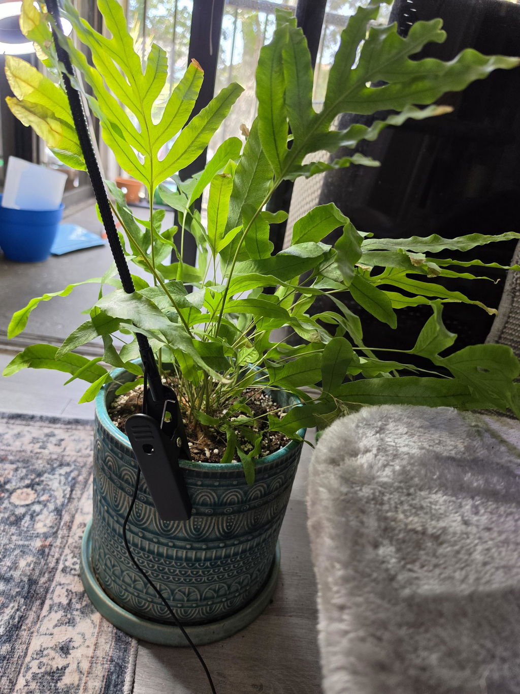 Fern 'Blue Star'