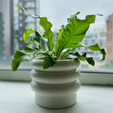 jambina review photo