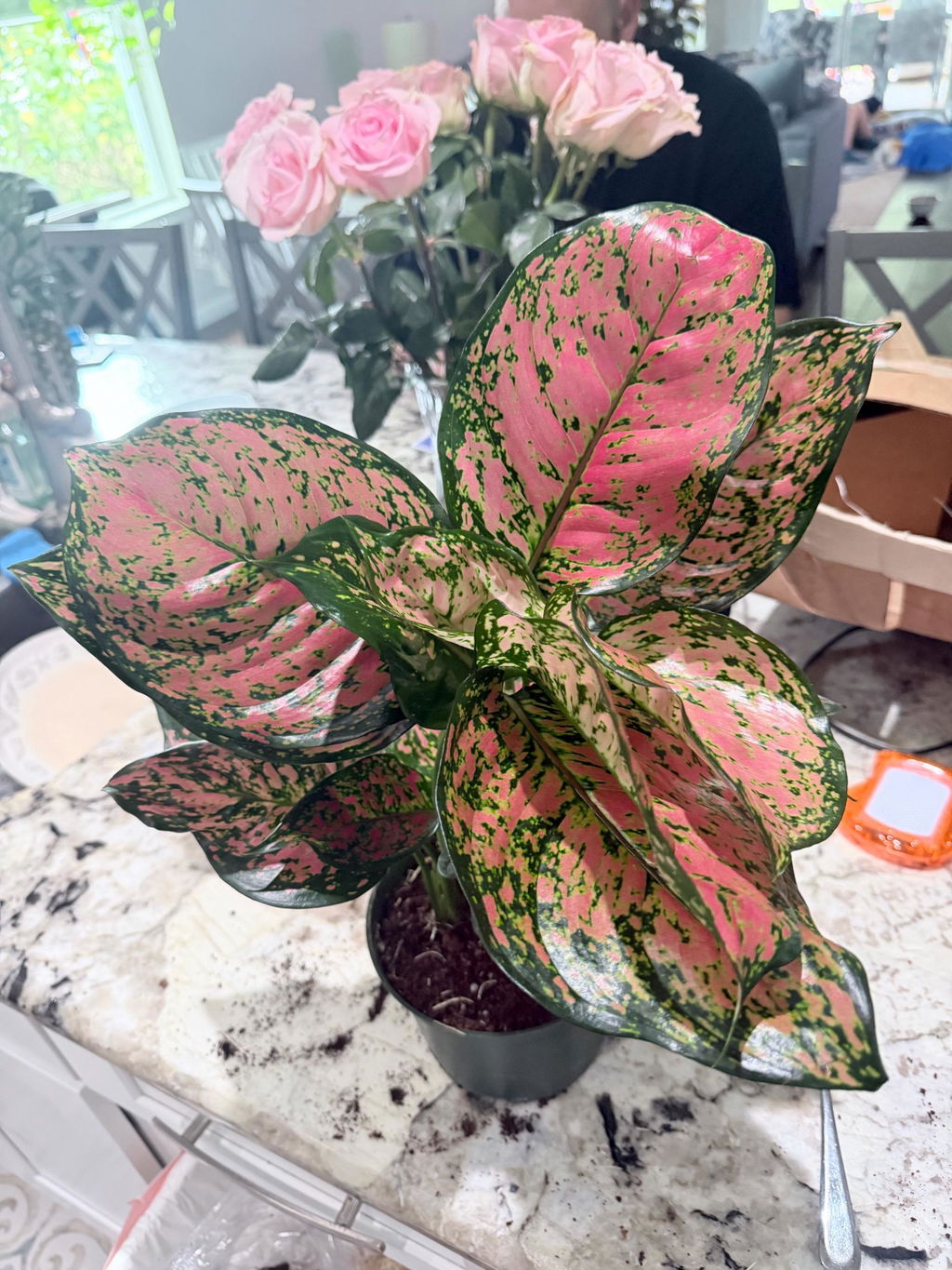 Chinese Evergreen 'Lady Valentine'
