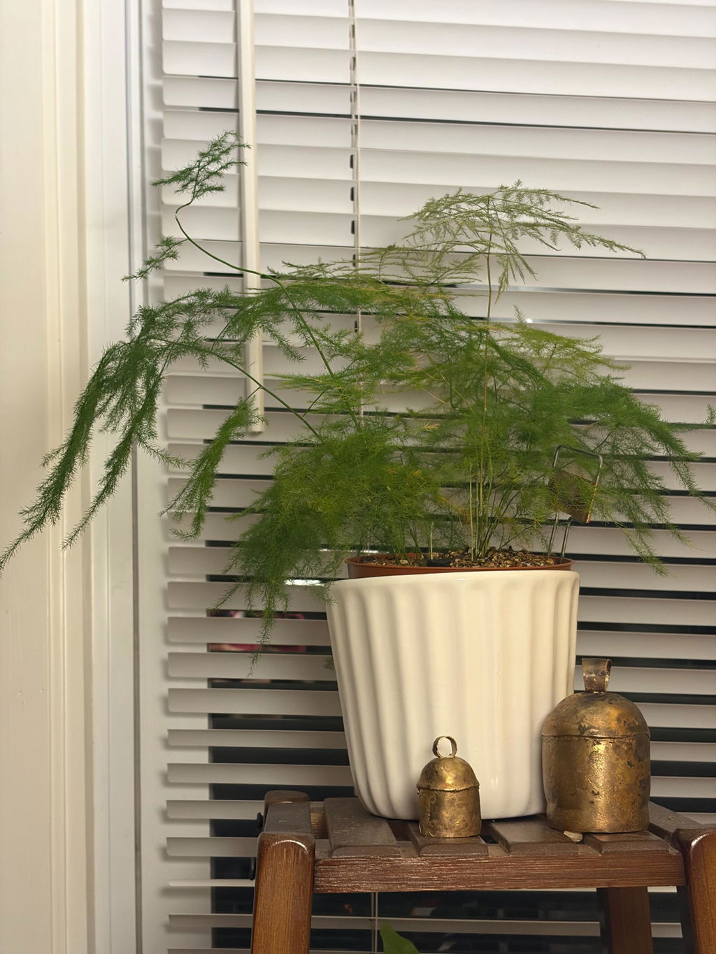 Fern 'Asparagus'