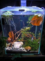Fischi review photo