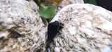 Fischi review photo