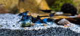 Fischi review photo