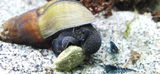 Fischi review photo