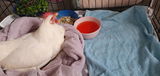 Flockwellington review photo