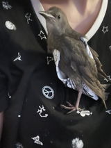 Thieves of Seed Pigeon Rescue review photo