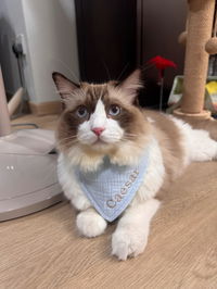 Awoofi Softwear™ - Bandana