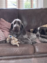 Gundog Mum review photo