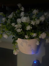 Eugenia review photo