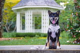 @juno.theshibe review photo