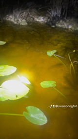 Swampdog tours review photo