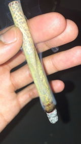 Berlinsmoker44 review photo