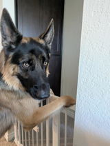 oscar :) review photo