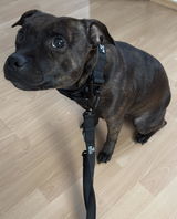 Herminethe.staffy review photo