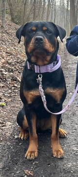 rottweiler.aus.dem.vogtland review photo
