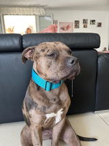 Dunja review photo