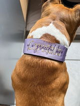Alano_the_Amstaff review photo