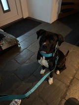 Zoe review photo