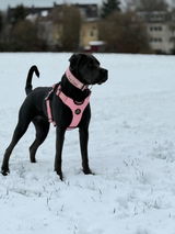 Pervin review photo