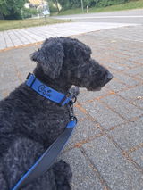 Hundehalsband BACO Königsblau 2.0