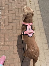 Hundegeschirr BACO Pro Rosa