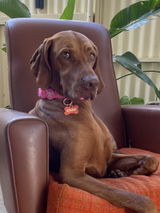 Matisse W. review photo