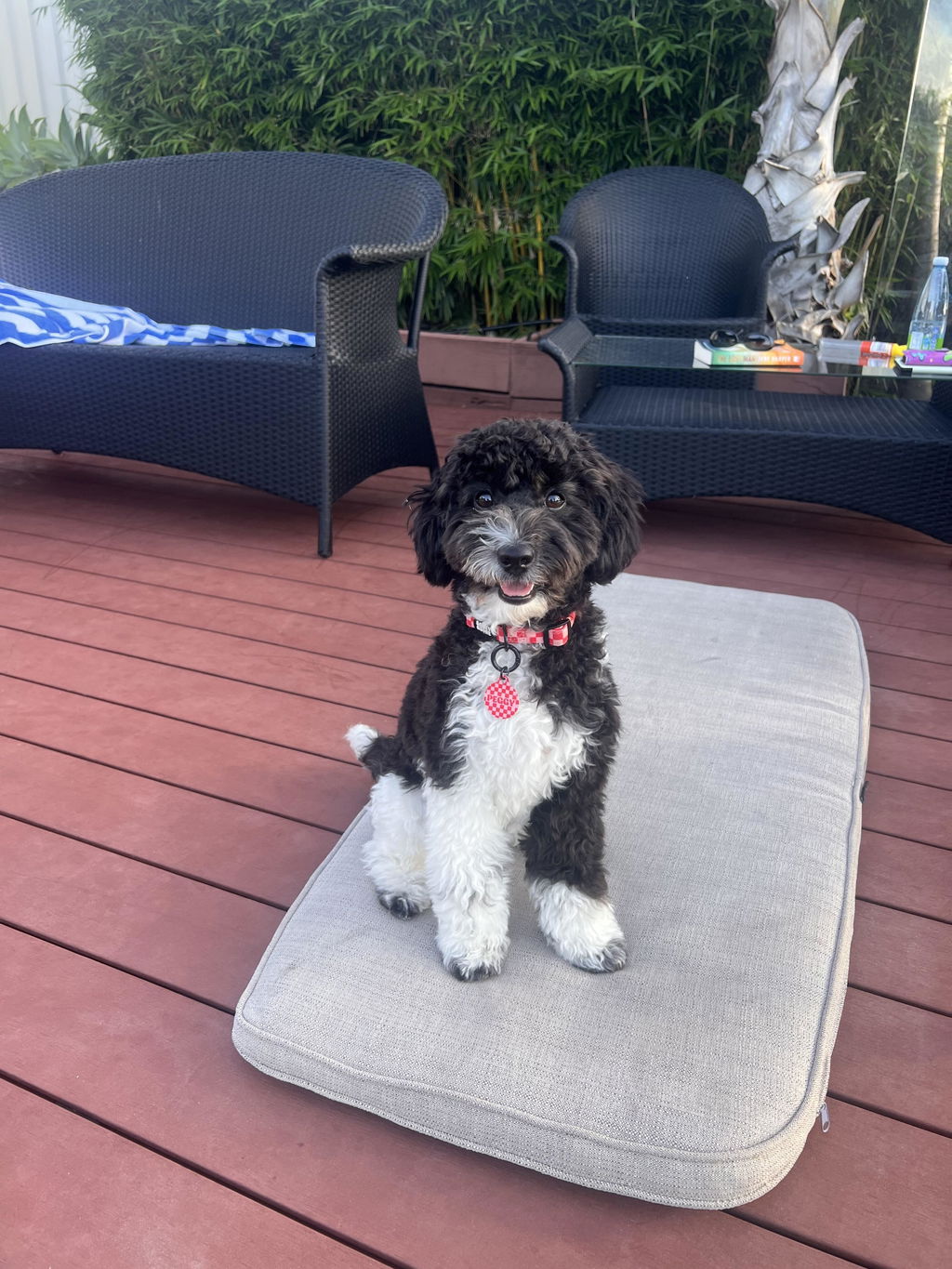 Pink And Red Checkers Pet ID Tag