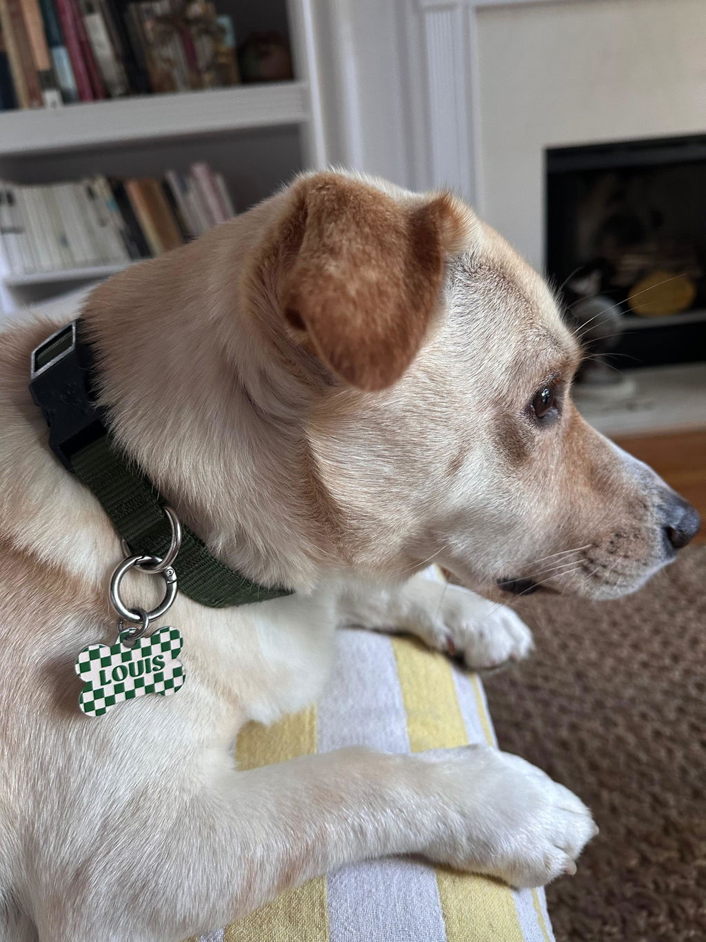 Green And Beige Checkers Pet ID Tag
