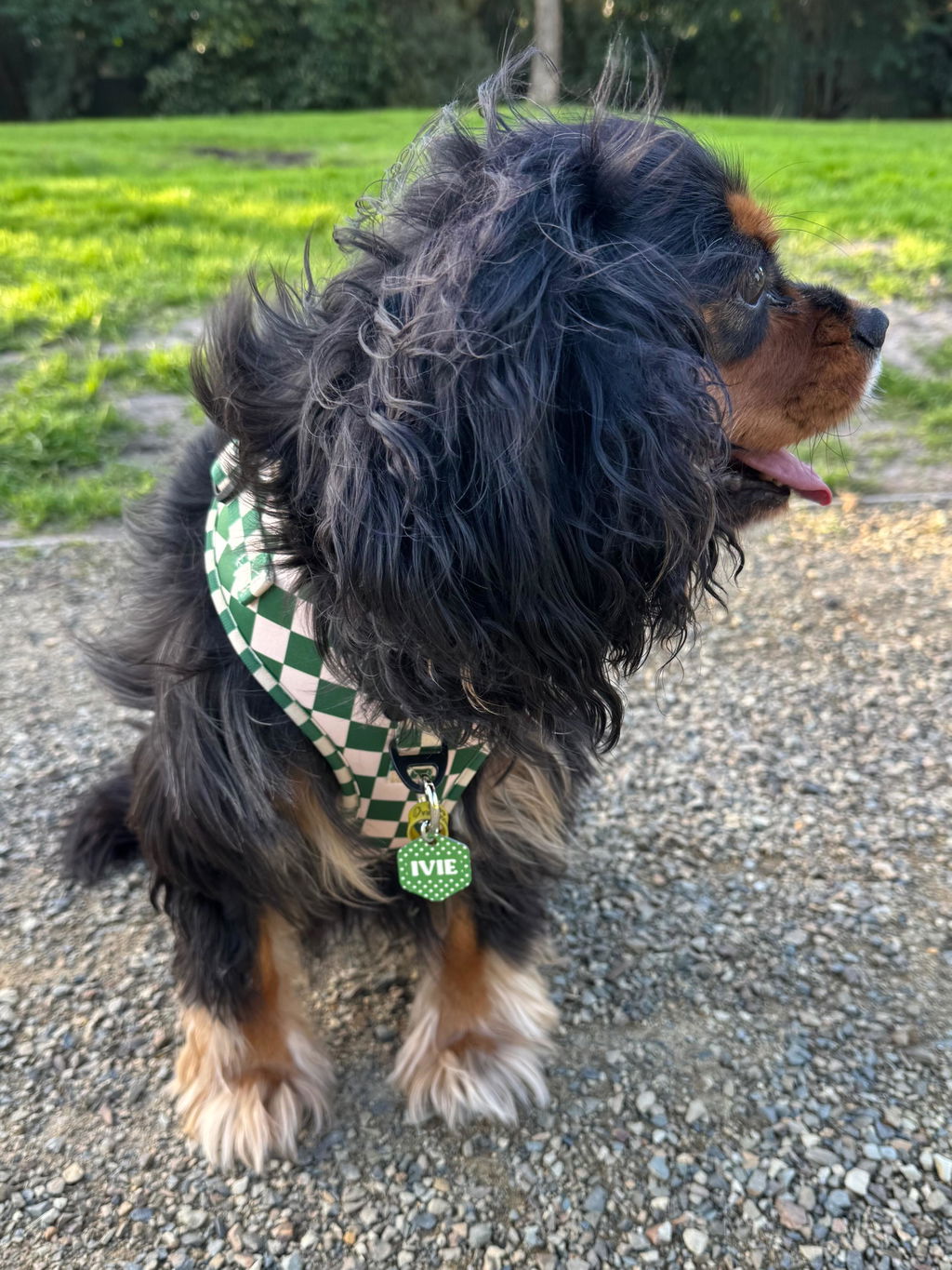 Green And Beige Polka Dots Pet ID Tag
