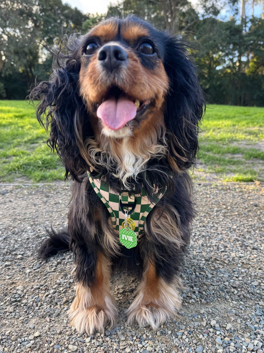 Green And Beige Checkers Dog Harness