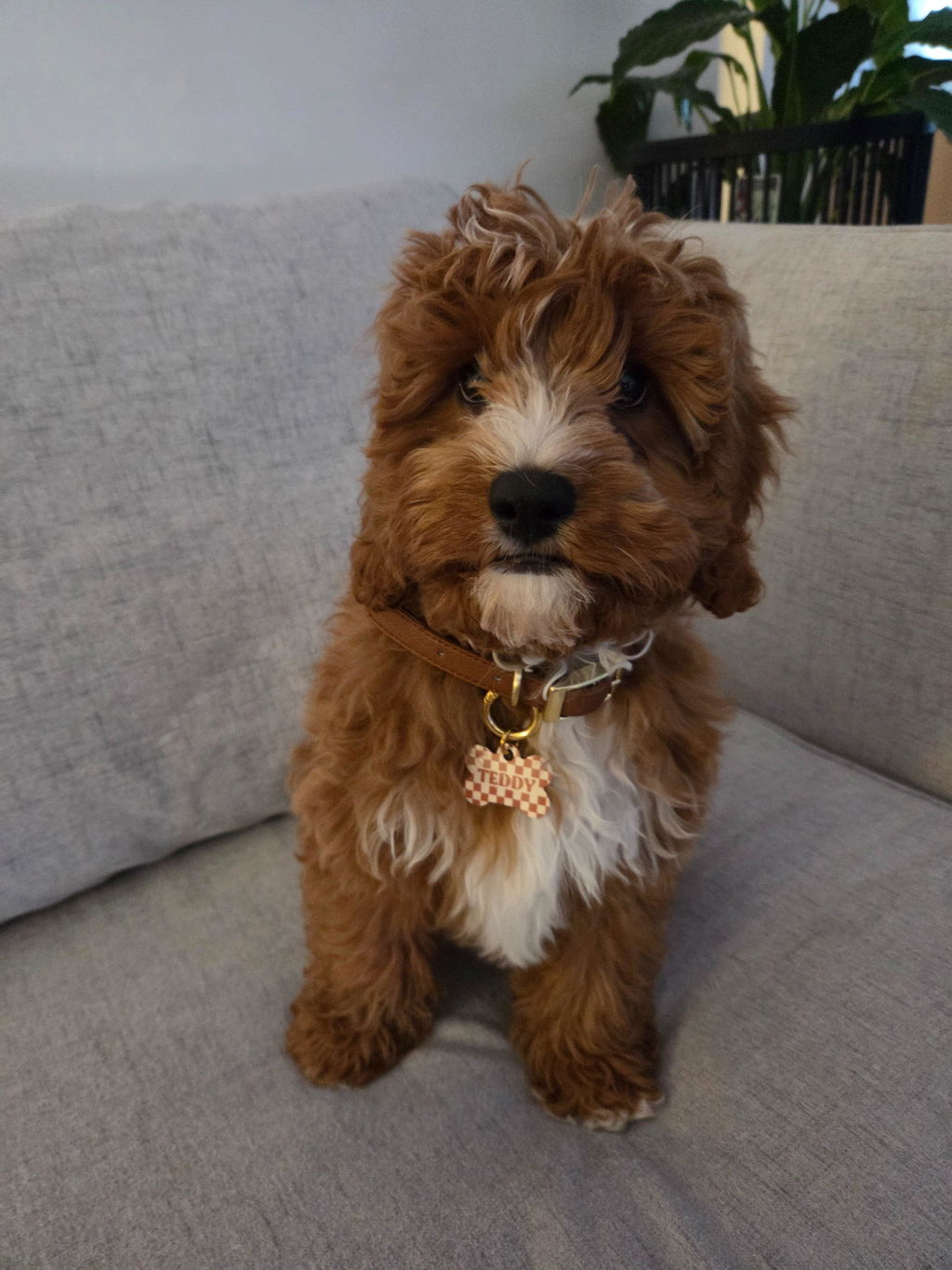 Brown And Beige Checkers Pet ID Tag