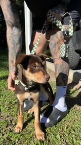 Tash b. review photo