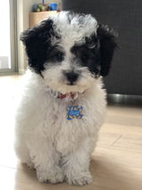 Lexy review photo
