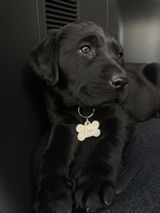 Maddie review photo